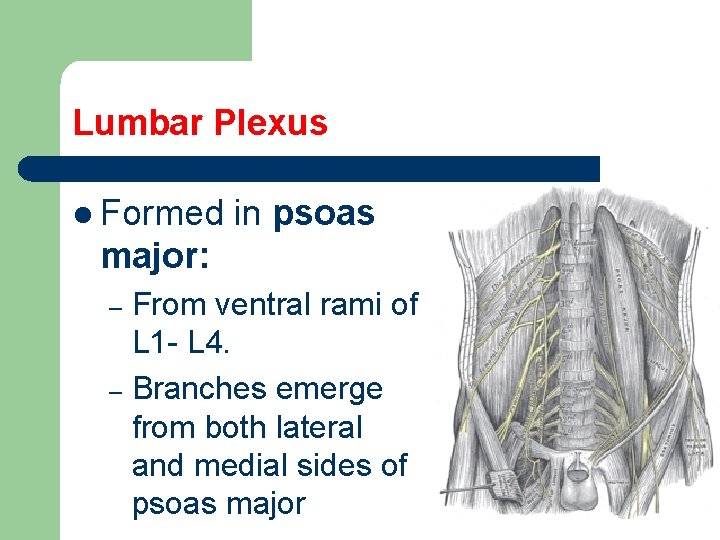 Lumbar Plexus l Formed in psoas major: From ventral rami of L 1 -