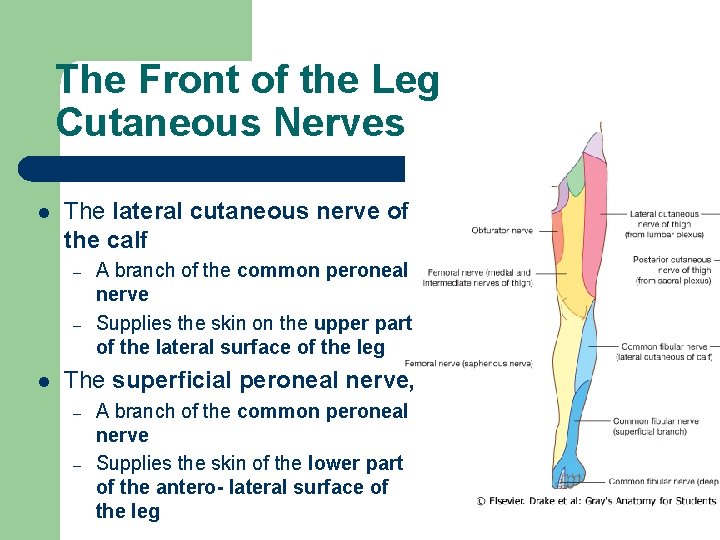 The Front of the Leg Cutaneous Nerves l The lateral cutaneous nerve of the