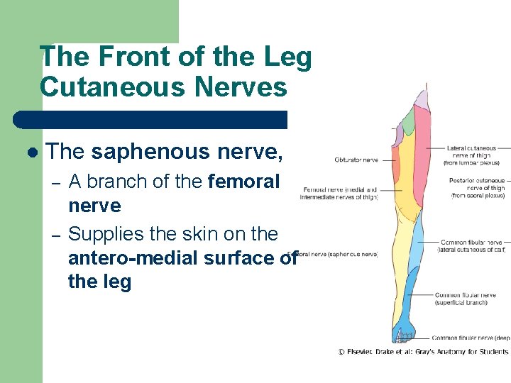 The Front of the Leg Cutaneous Nerves l The saphenous nerve, – – A