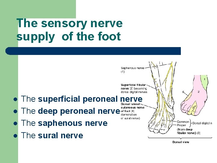 The sensory nerve supply of the foot l l The superficial peroneal nerve The