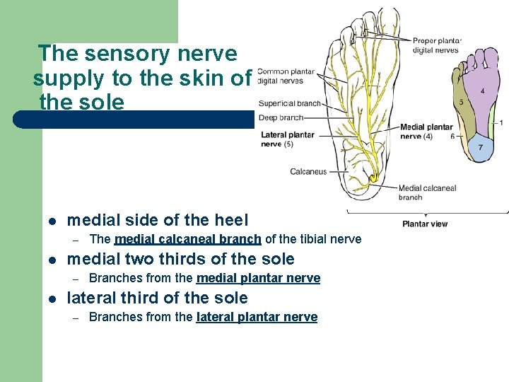 The sensory nerve supply to the skin of the sole l medial side of