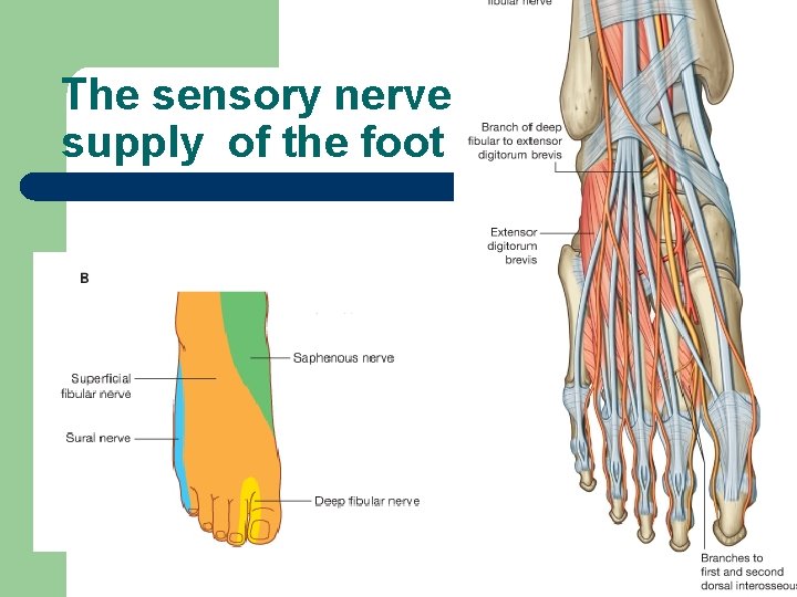 The sensory nerve supply of the foot 