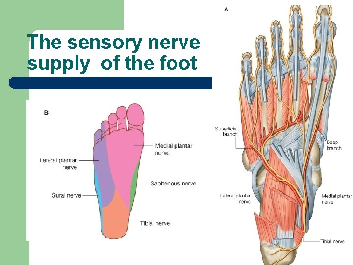 The sensory nerve supply of the foot 