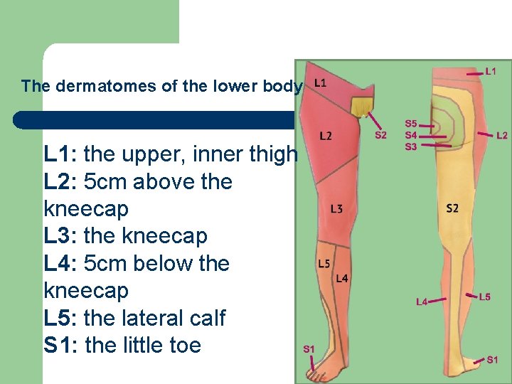 The dermatomes of the lower body L 1: the upper, inner thigh L 2: