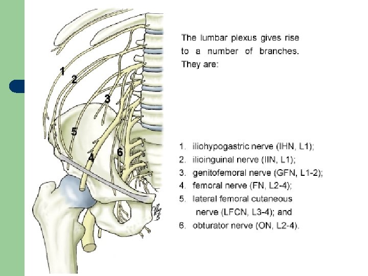 Lumbar Plexus 