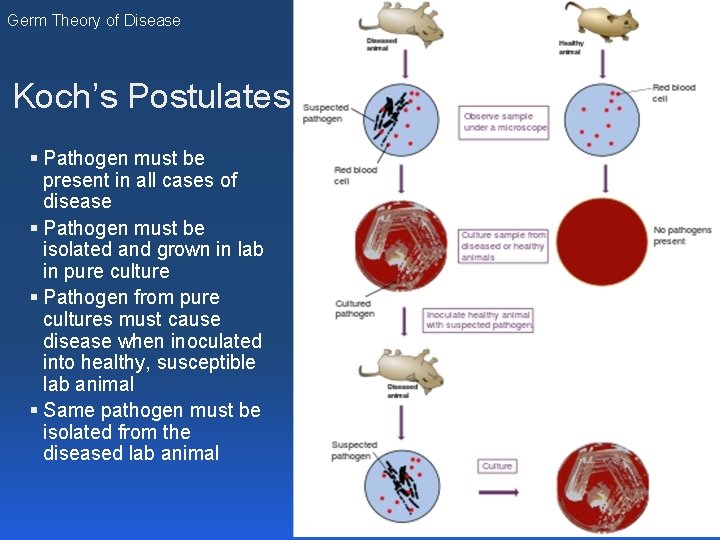 Germ Theory of Disease Koch’s Postulates § Pathogen must be present in all cases