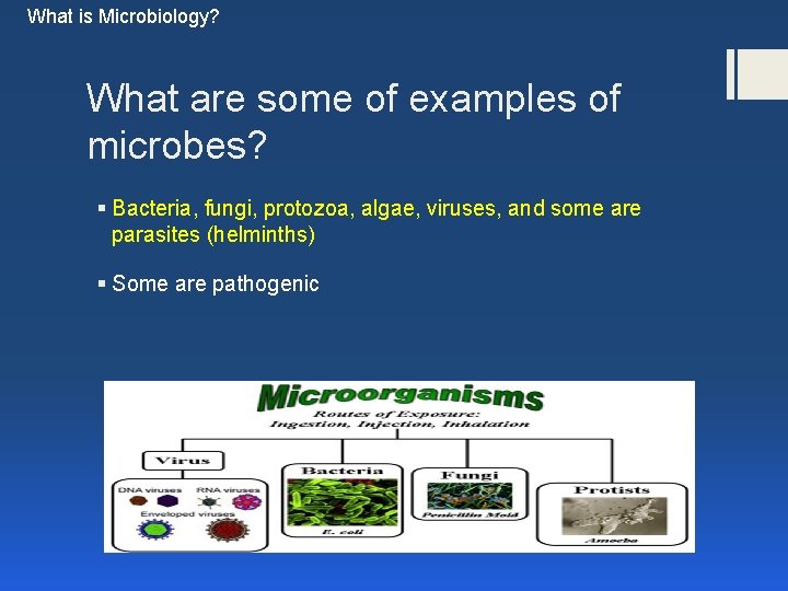 What is Microbiology? What are some of examples of microbes? § Bacteria, fungi, protozoa,