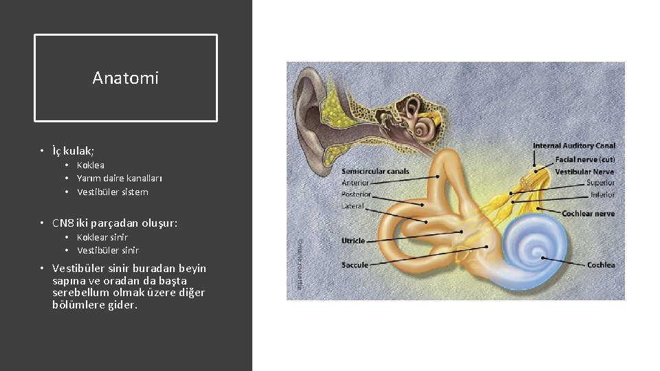 Anatomi • İç kulak; • Koklea • Yarım daire kanalları • Vestibüler sistem •