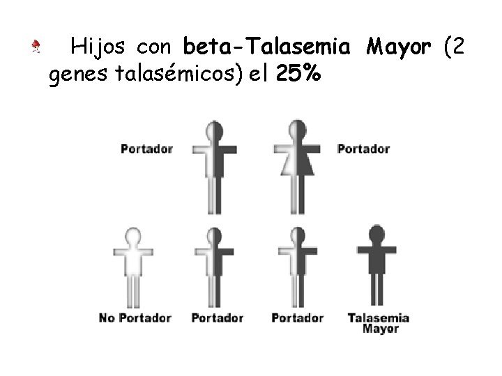  Hijos con beta-Talasemia Mayor (2 genes talasémicos) el 25% 