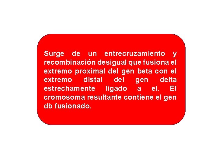Surge de un entrecruzamiento y recombinación desigual que fusiona el extremo proximal del gen