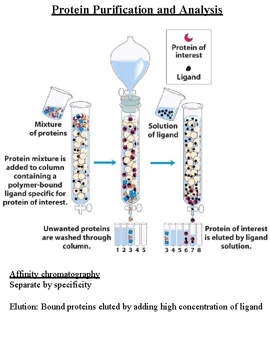 Protein Purification and Analysis Affinity chromatography Separate by specificity Elution: Bound proteins eluted by
