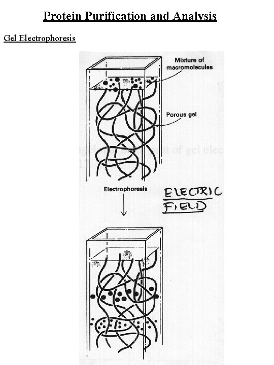 Protein Purification and Analysis Gel Electrophoresis 