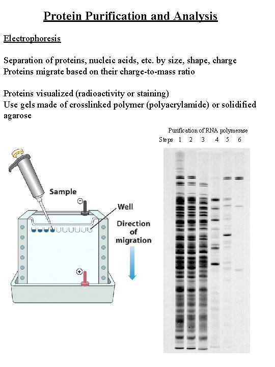 Protein Purification and Analysis Electrophoresis Separation of proteins, nucleic acids, etc. by size, shape,