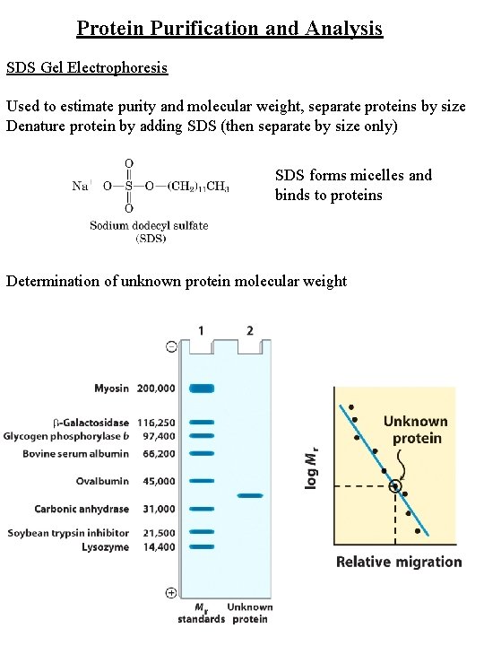 Protein Purification and Analysis SDS Gel Electrophoresis Used to estimate purity and molecular weight,