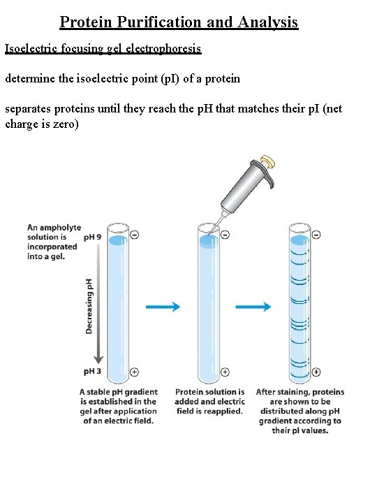 Protein Purification and Analysis Isoelectric focusing gel electrophoresis determine the isoelectric point (p. I)
