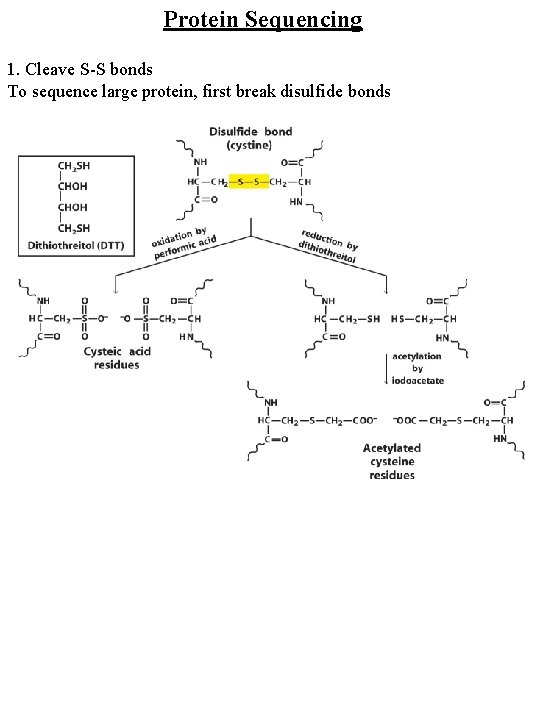 Protein Sequencing 1. Cleave S-S bonds To sequence large protein, first break disulfide bonds