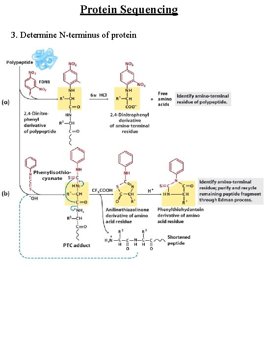 Protein Sequencing 3. Determine N-terminus of protein 