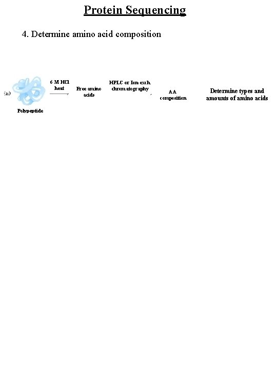 Protein Sequencing 4. Determine amino acid composition 6 M HCl heat Free amino acids