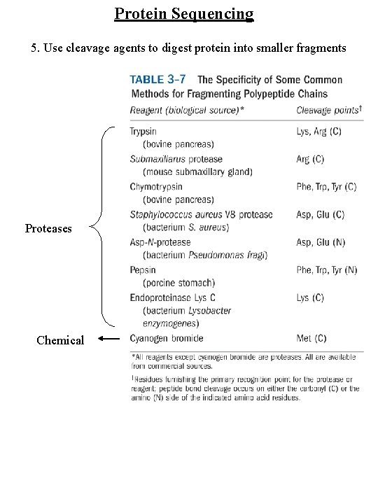 Protein Sequencing 5. Use cleavage agents to digest protein into smaller fragments Proteases Chemical