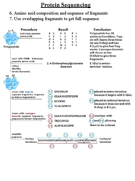 Protein Sequencing 6. Amino acid composition and sequence of fragments 7. Use overlapping fragments