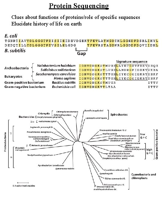 Protein Sequencing Clues about functions of proteins/role of specific sequences Elucidate history of life