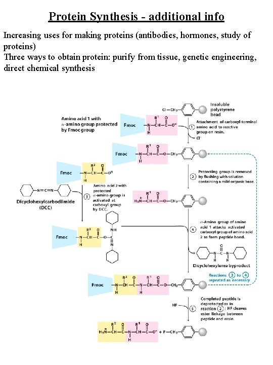 Protein Synthesis - additional info Increasing uses for making proteins (antibodies, hormones, study of