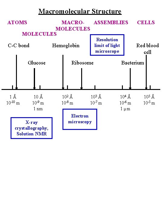 Macromolecular Structure ATOMS MACROASSEMBLIES MOLECULES C-C bond Hemoglobin Glucose 1Å 10 -10 m Resolution