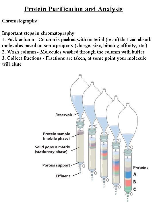 Protein Purification and Analysis Chromatography Important steps in chromatography 1. Pack column - Column