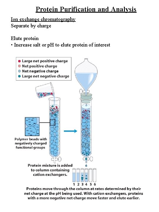 Protein Purification and Analysis Ion exchange chromatography Separate by charge Elute protein • Increase