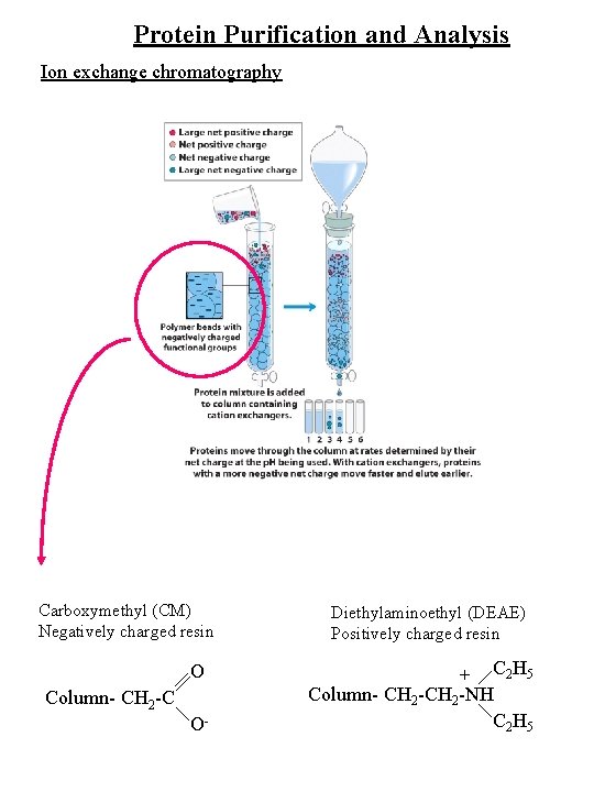 Protein Purification and Analysis Ion exchange chromatography Carboxymethyl (CM) Negatively charged resin O Column-