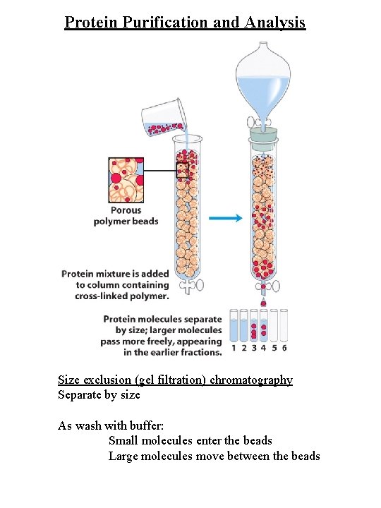 Protein Purification and Analysis Size exclusion (gel filtration) chromatography Separate by size As wash