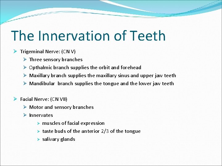 The Innervation of Teeth Ø Trigeminal Nerve: (CN V) Ø Three sensory branches Ø