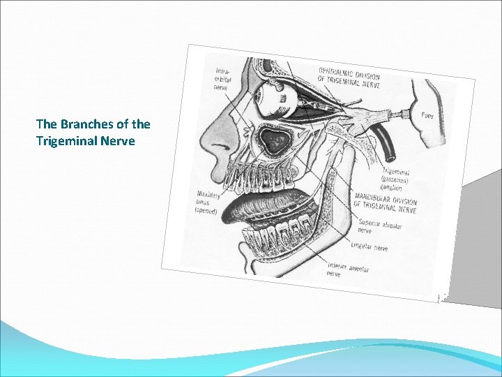 The Branches of the Trigeminal Nerve 
