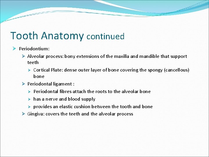 Tooth Anatomy continued Ø Periodontium: Ø Alveolar process: bony extensions of the maxilla and