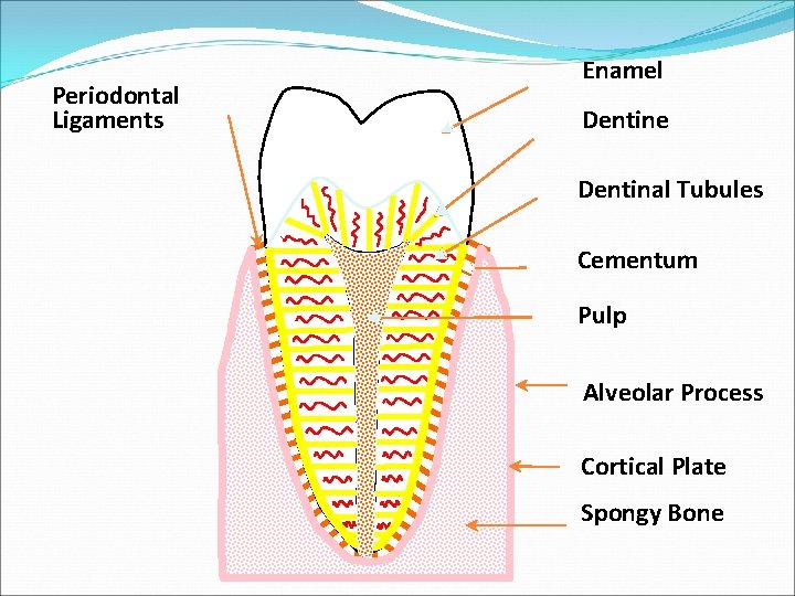 Periodontal Ligaments Enamel Dentine Dentinal Tubules Cementum Pulp Alveolar Process Cortical Plate Spongy Bone