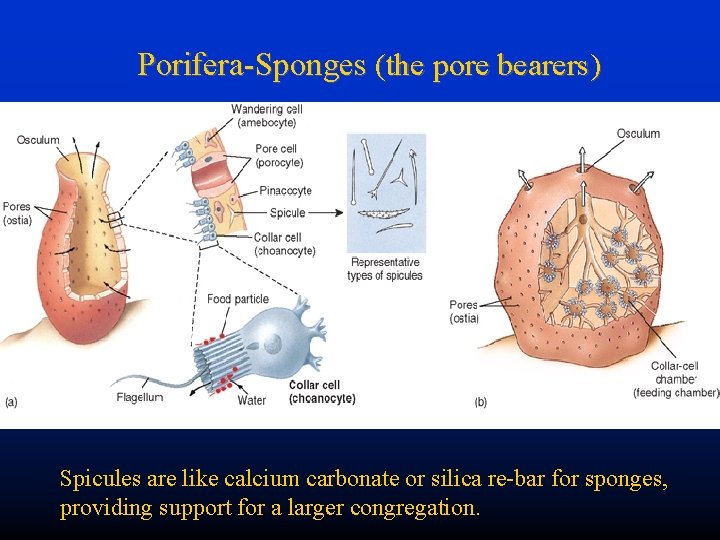 Porifera-Sponges (the pore bearers) Spicules are like calcium carbonate or silica re-bar for sponges,