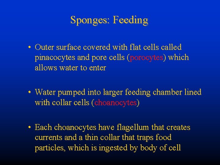 Sponges: Feeding • Outer surface covered with flat cells called pinacocytes and pore cells