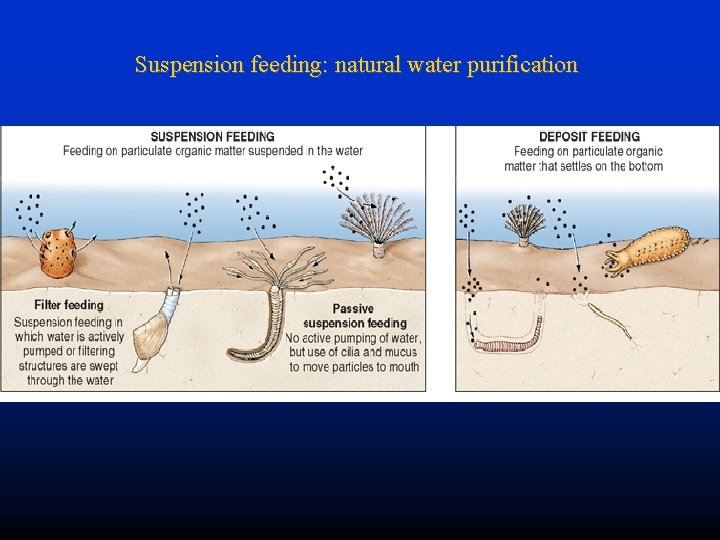 Suspension feeding: natural water purification 