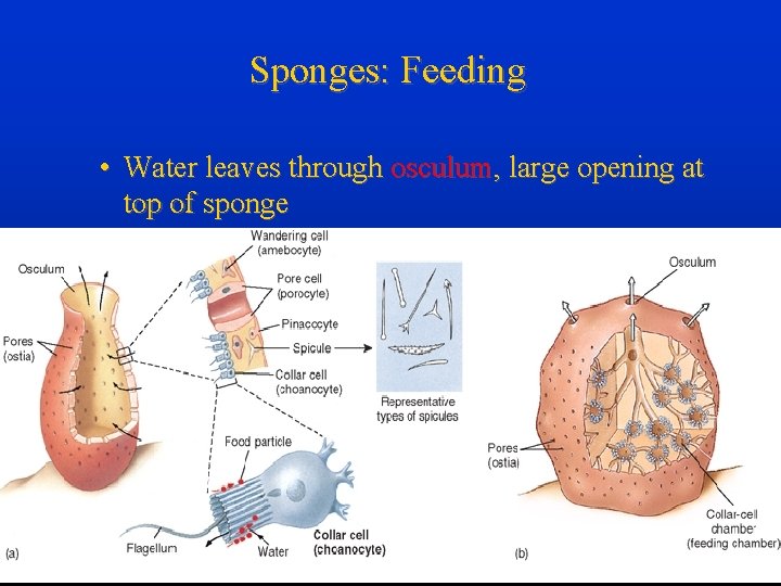 Sponges: Feeding • Water leaves through osculum, large opening at top of sponge 