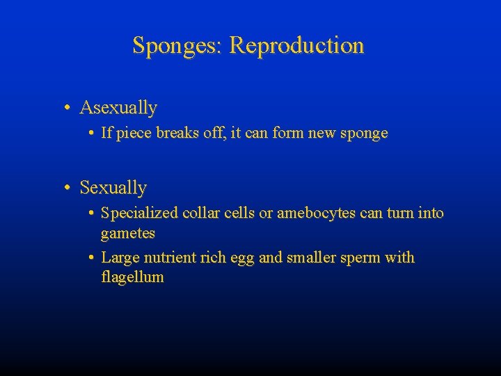 Sponges: Reproduction • Asexually • If piece breaks off, it can form new sponge