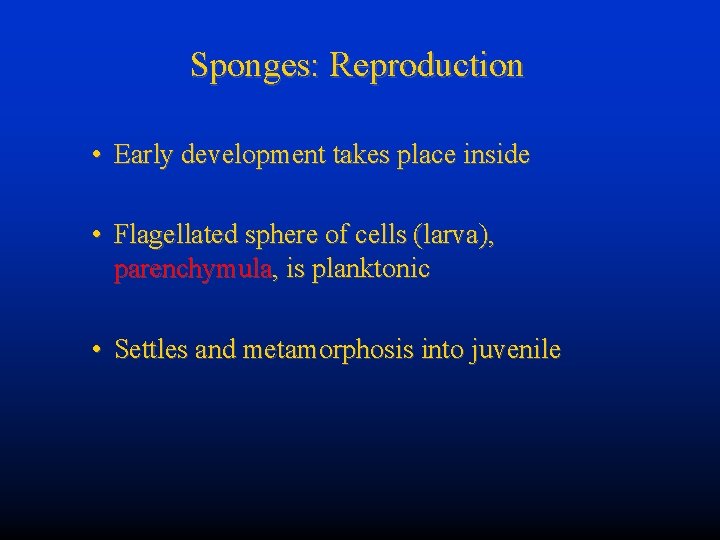 Sponges: Reproduction • Early development takes place inside • Flagellated sphere of cells (larva),