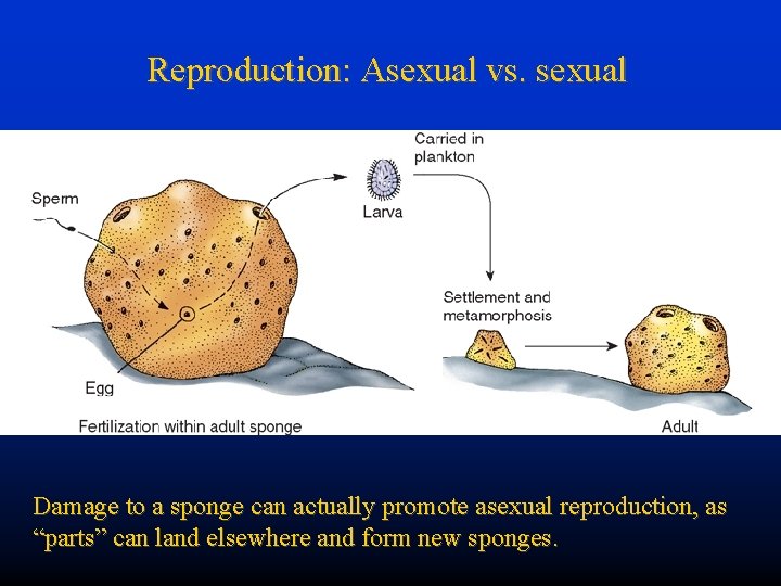 Reproduction: Asexual vs. sexual Damage to a sponge can actually promote asexual reproduction, as