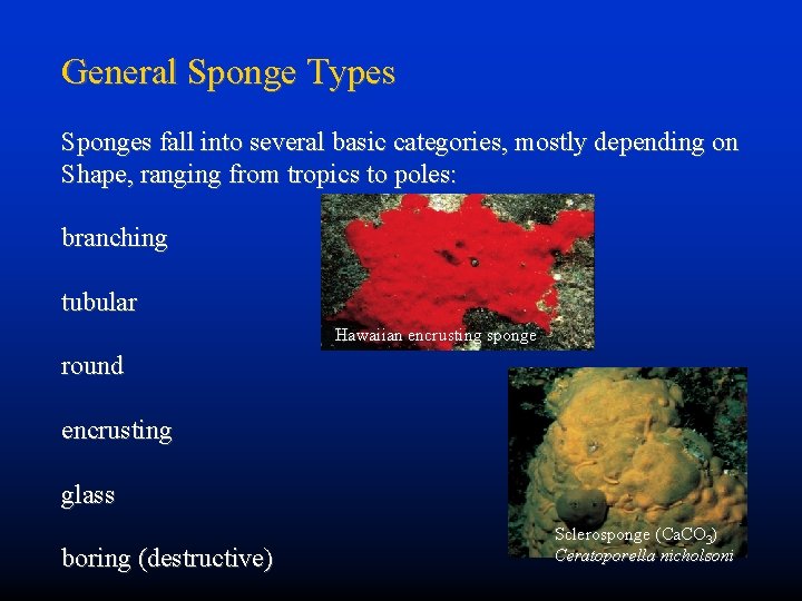 General Sponge Types Sponges fall into several basic categories, mostly depending on Shape, ranging