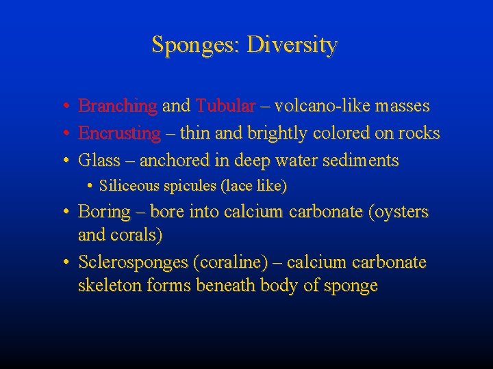 Sponges: Diversity • • • Branching and Tubular – volcano-like masses Encrusting – thin