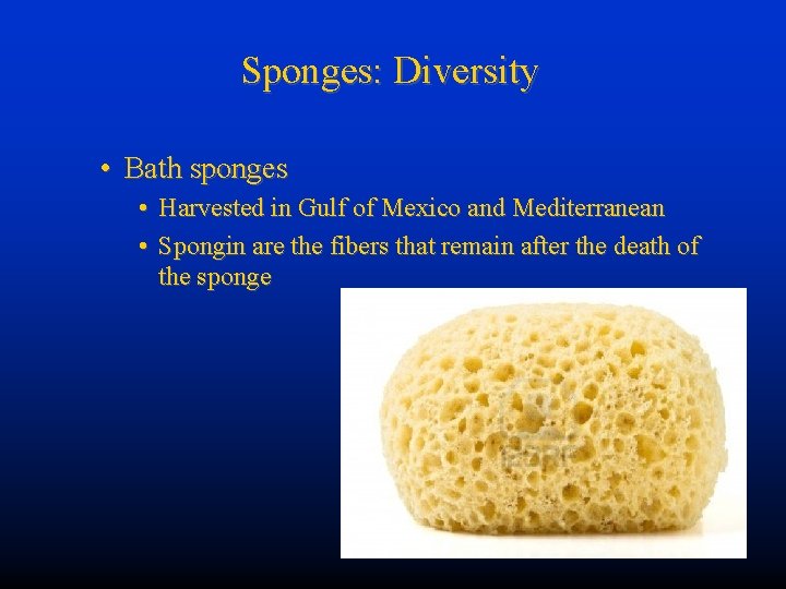 Sponges: Diversity • Bath sponges • Harvested in Gulf of Mexico and Mediterranean •