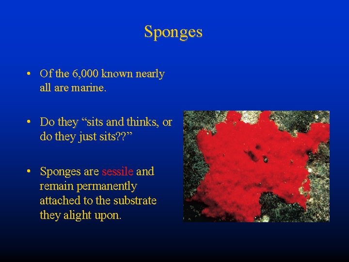 Sponges • Of the 6, 000 known nearly all are marine. • Do they