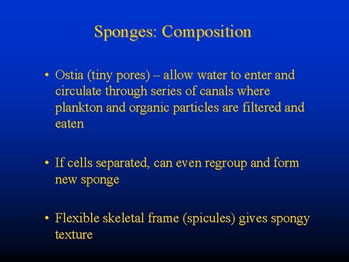 Sponges: Composition • Ostia (tiny pores) – allow water to enter and circulate through