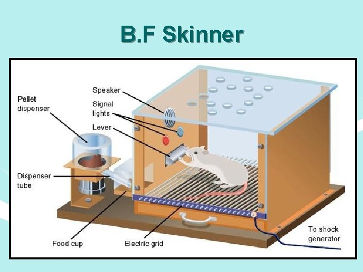 B. F Skinner 