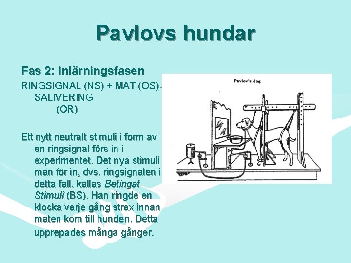 Pavlovs hundar Fas 2: Inlärningsfasen RINGSIGNAL (NS) + MAT (OS) SALIVERING (OR) Ett nytt