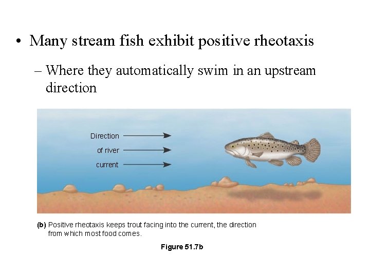  • Many stream fish exhibit positive rheotaxis – Where they automatically swim in